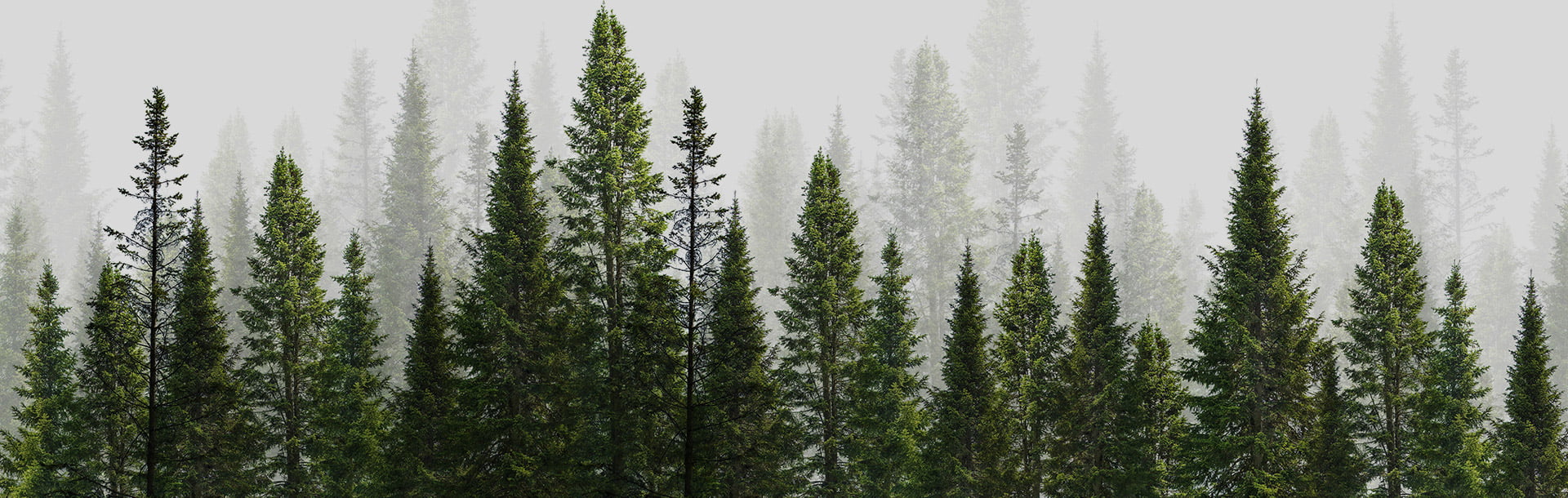 MJ-Woodcraft-eco-friendly-banner-background MJ WoodCraft Eco Friendly Banner image